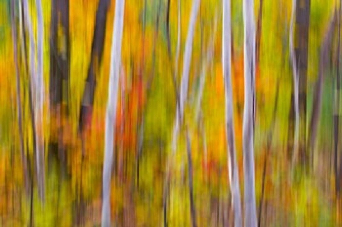 Autumn Colors in Forest Canvas Art - Jaynes Gallery DanitaDelimont (26 x 17)