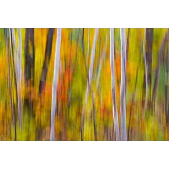 Autumn Colors in Forest Poster Print by Jaynes Gallery (26 x 17)