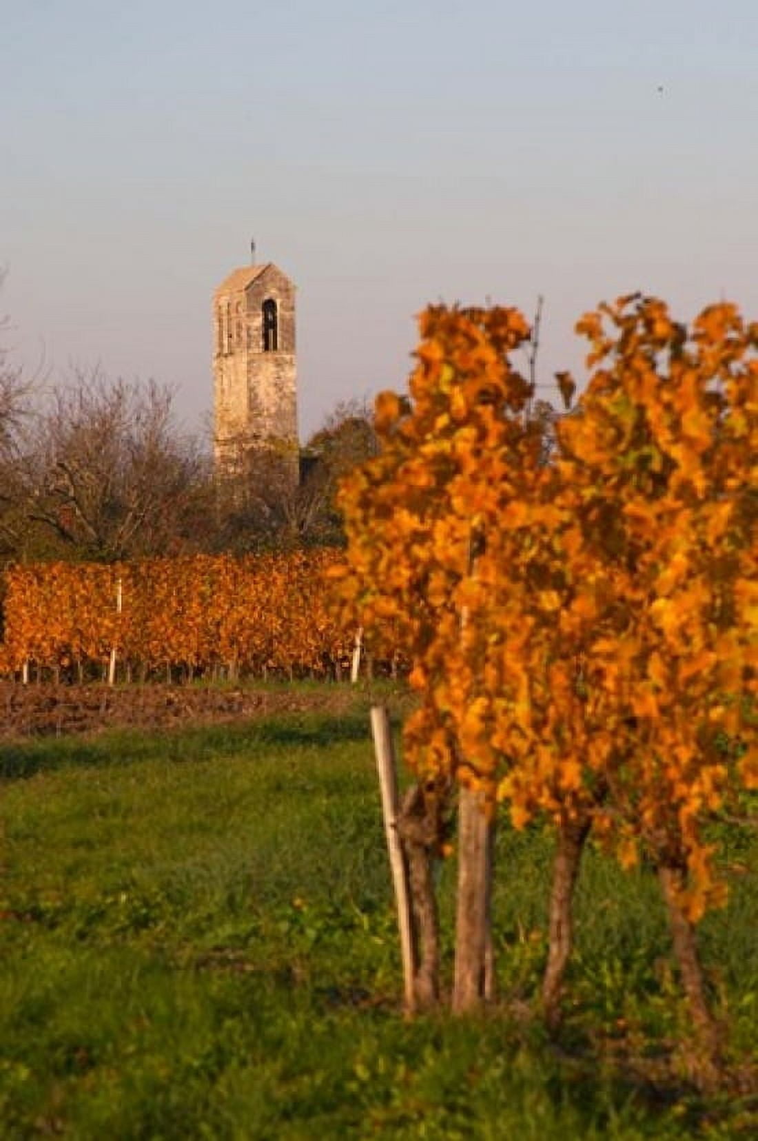 Autumn Colors in the Vineyard Canvas Art - Per Karlsson DanitaDelimont (18 x 27)