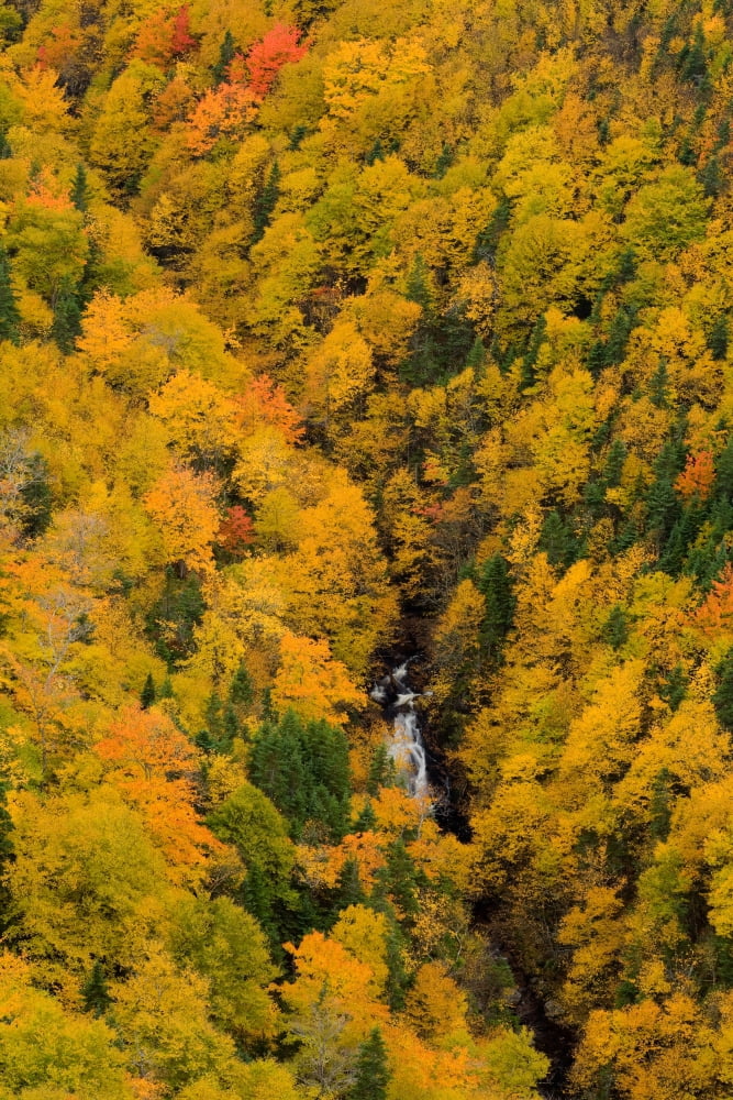 Autumn Colour And Waterfalls Cape Breton Highlands National Park Nova Scotia Canvas Art - John Sylvester Design Pics (22 x 34)