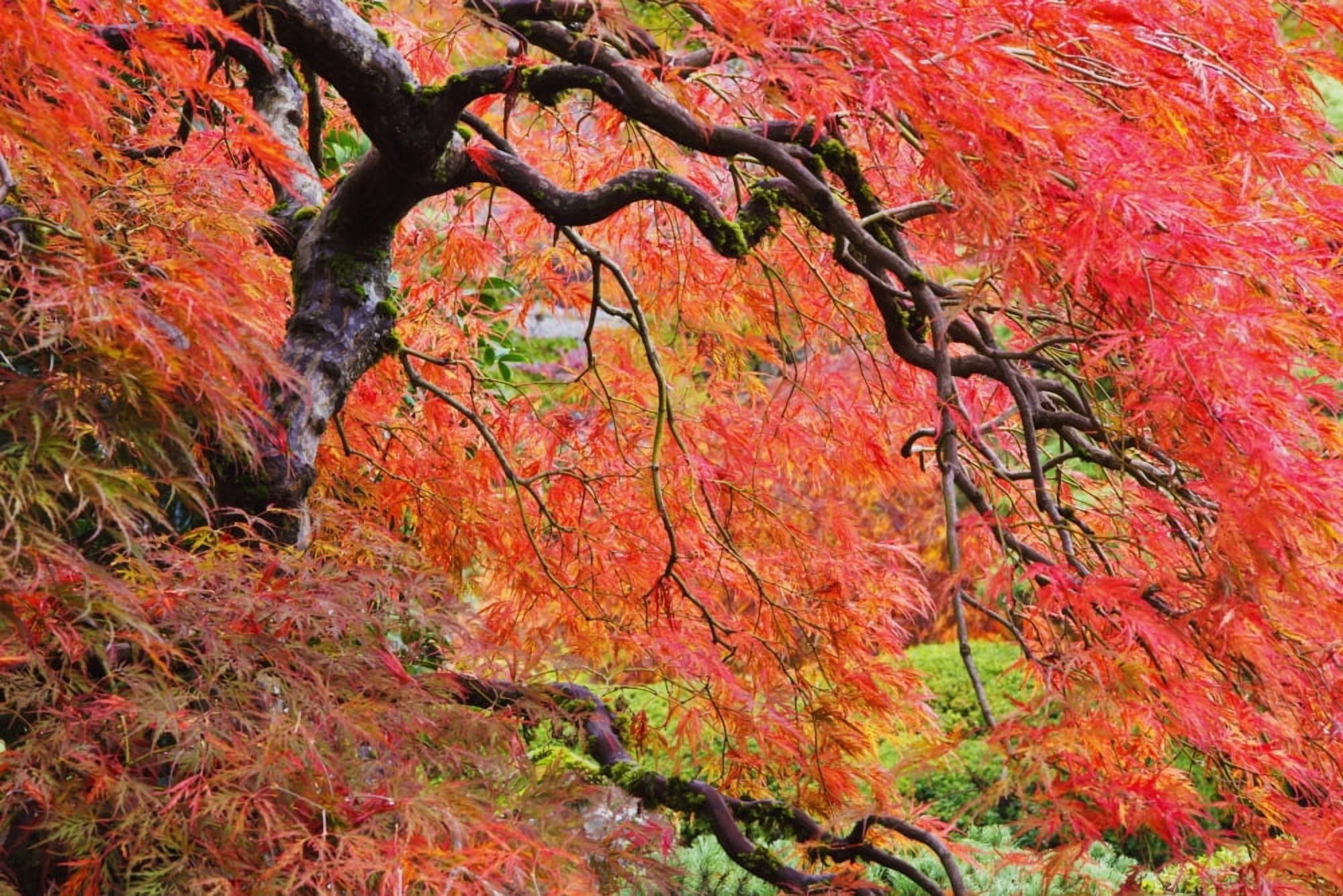 Autumn Colours At The Japanese Gardens Portland Oregon United States of America Canvas Art - Craig Tuttle Design Pics (19 x 12)