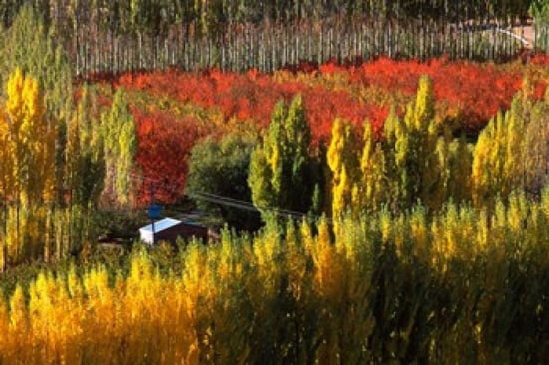 Autumn Colours Bannockburn Central Otago New Zealand Canvas Art - David Wall DanitaDelimont (28 x 18)