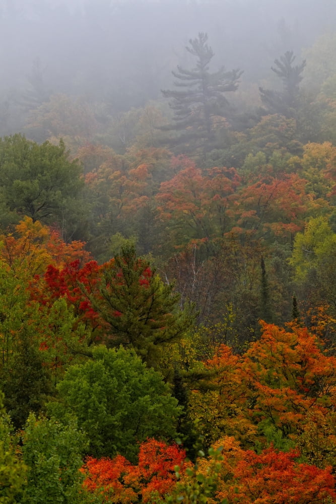 Autumn Colours In The Mist In Cottage Country Ontario Canada Canvas Art - Robert Postma Design Pics (24 x 36)