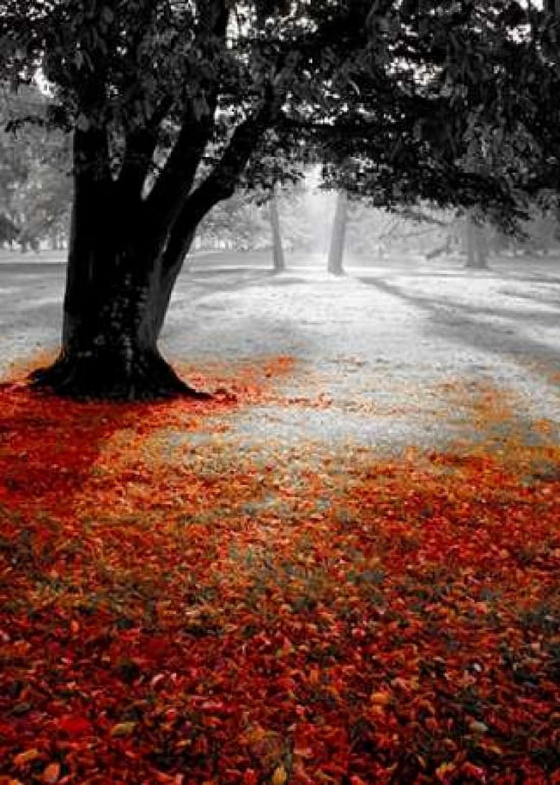 Autumn Contrast Canvas Art - PhotoINC Studio (18 x 24)