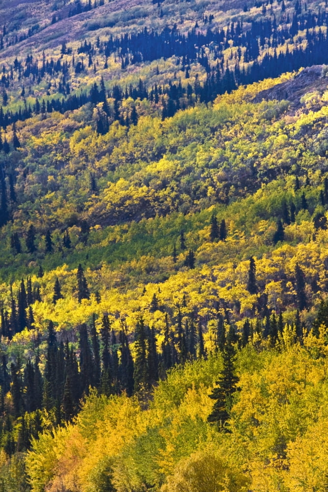 Autumn Countryside Yukon Territories Canada Canvas Art - Richard Wear Design Pics (24 x 36)