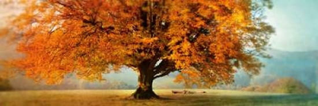 Autumn Emotion Canvas Art - Irene Weisz (12 x 36)