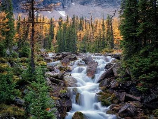 Autumn Falls I Canvas Art - Dennis Frates (18 x 24)
