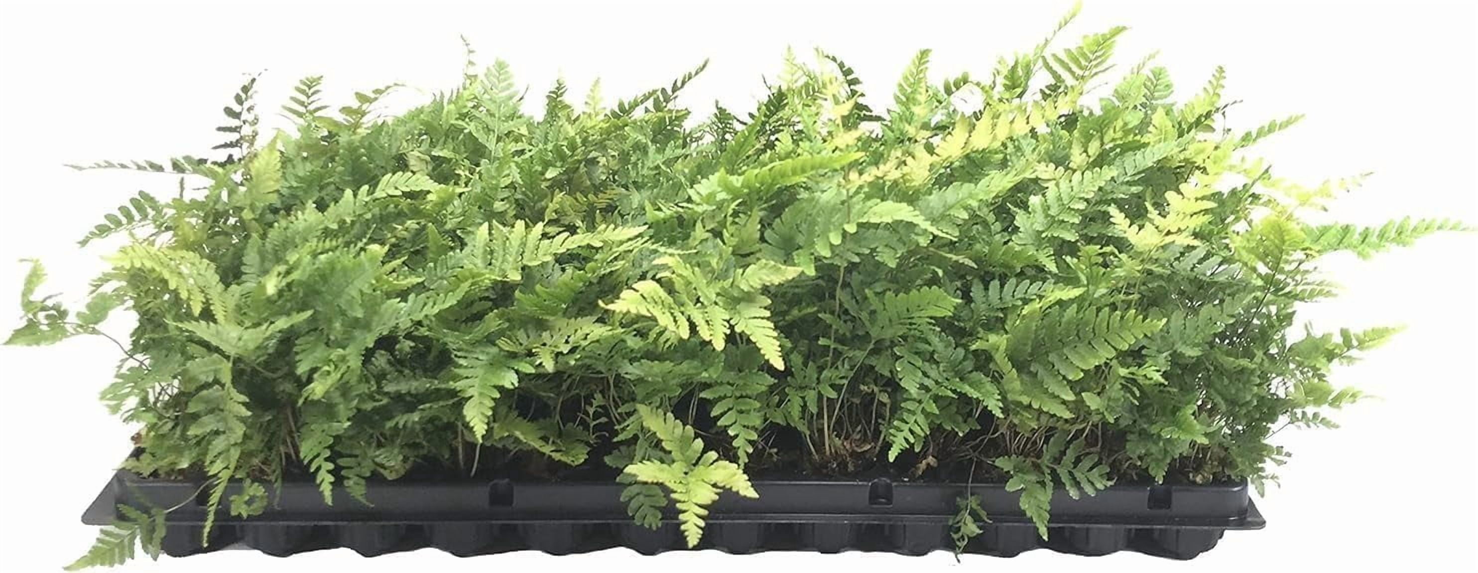 Autumn Fern | 10 Live Plants | Dryopteris Erythrosora | Lush Green Foliage | Easy to Grow | Perfect for Indoor and Outdoor Gardens | Vibrant Seasonal Color