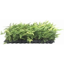 Autumn Fern | 10 Live Plants | Dryopteris Erythrosora | Lush Green Foliage | Easy to Grow | Perfect for Indoor and Outdoor Gardens | Vibrant Seasonal Color