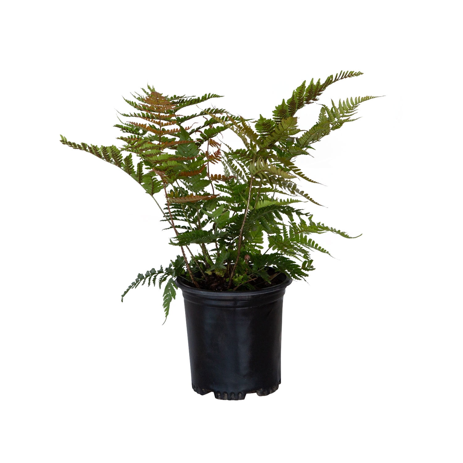 Expert Gardener Fern