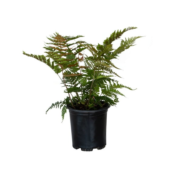 Expert Gardener Autumn Fern (2.5 Quart) Orange-Red New Foliage - Part Shade Live Outdoor Plant for shade