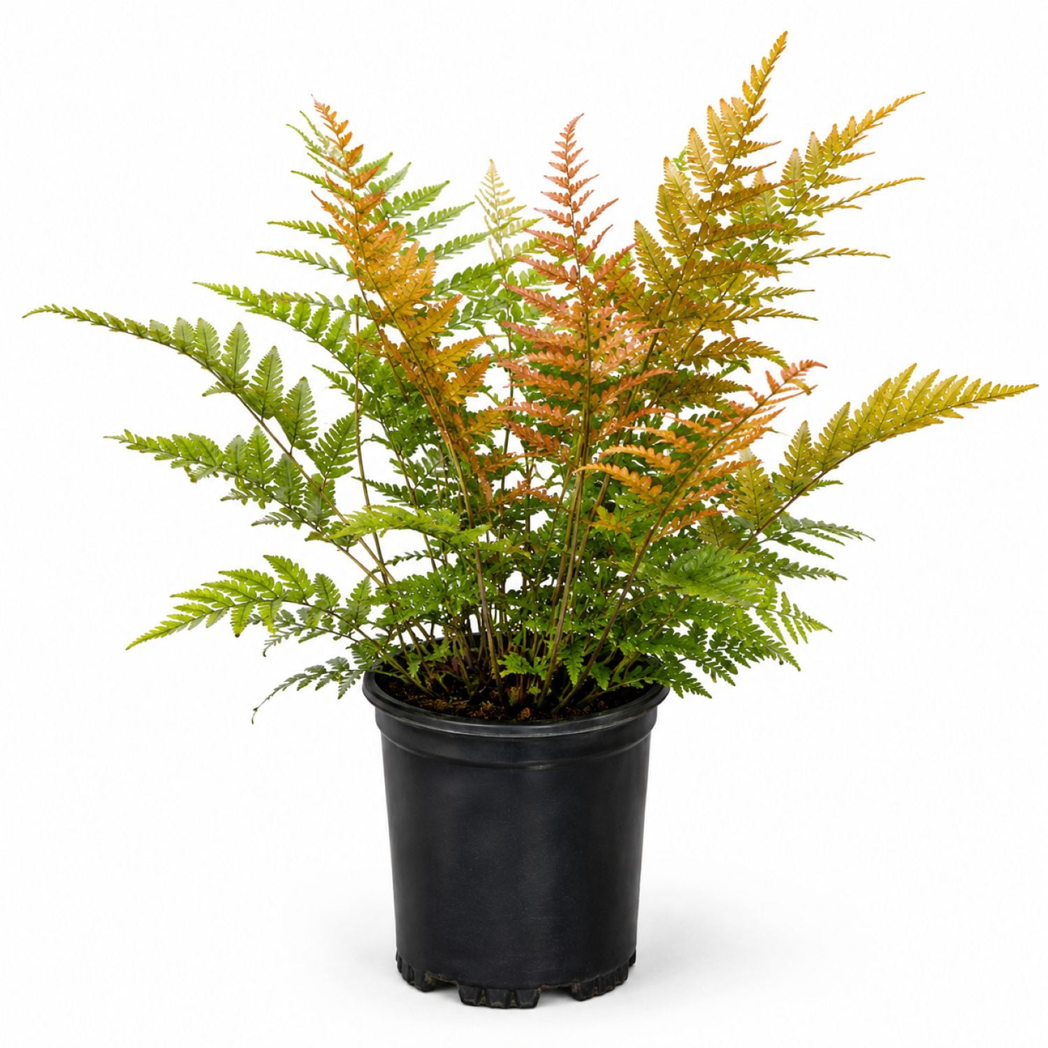 Expert Gardener Autumn Fern Live Outdoor Plant, 2.5 qt, Coppery-Red New Foliage