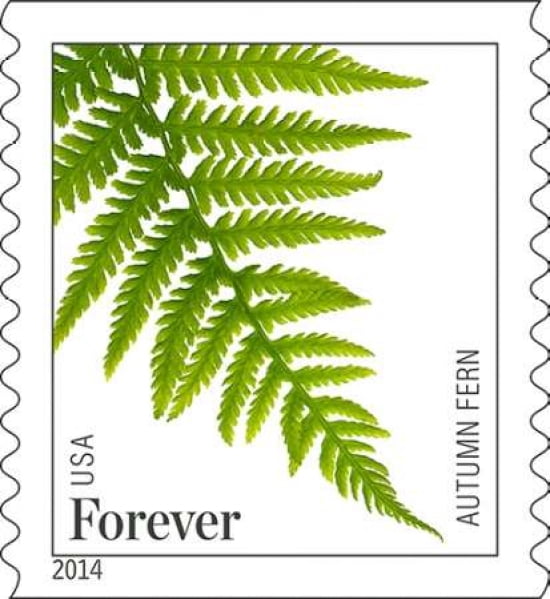 Autumn Fern Canvas Art - US POSTAL SERVICE (24 x 24)