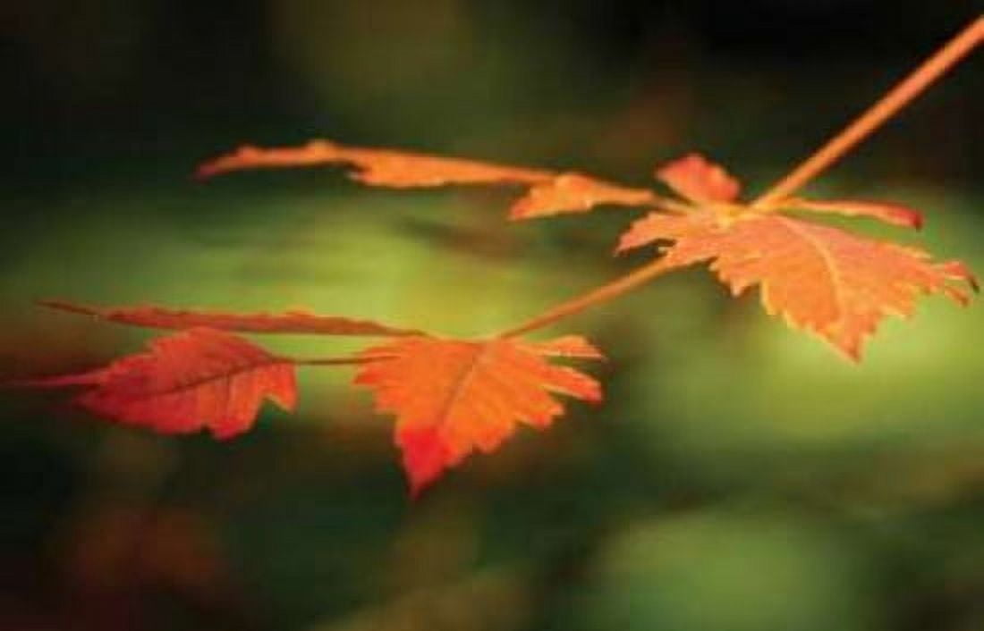 Autumn Fire Leaves I Canvas Art - Vitaly Geyman (12 x 18)