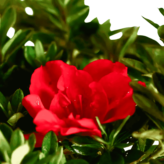 Encore Azalea Autumn Fire Red Live Shrubs, Compact Evergreen, Vibrant Red Blooms