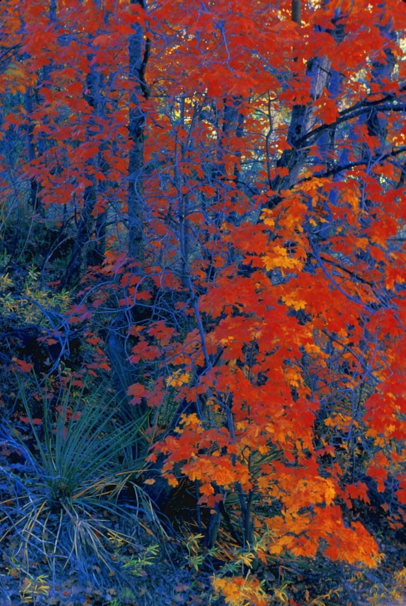 Autumn Foliage Canvas Art - Don Hammond Design Pics (11 x 17)