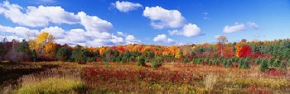 Autumn Foliage New York State USA Canvas Art - Panoramic Images (18 x 6)
