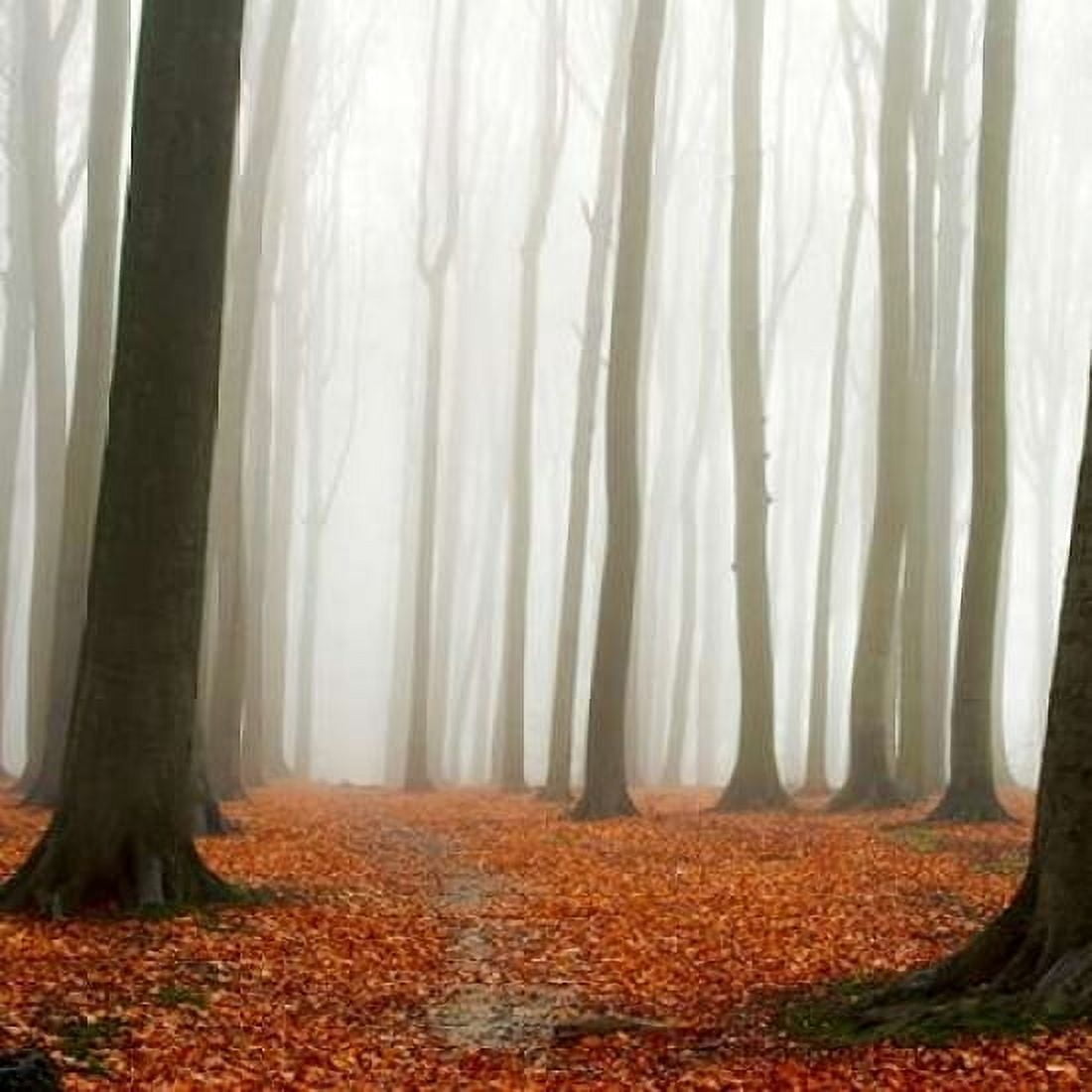 Autumn Forest Floor Canvas Art - PhotoINC Studio (24 x 24)
