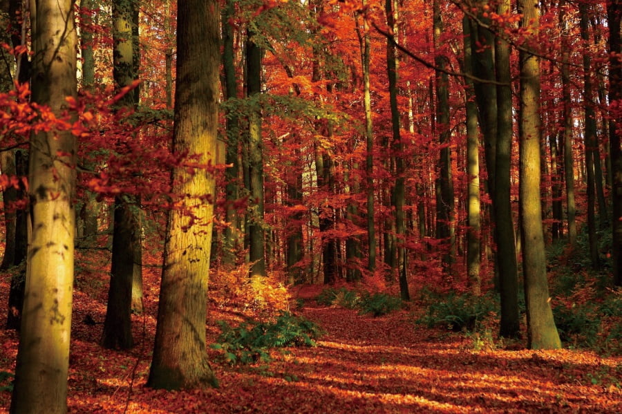Forest Background Fall Maple R Entry Autumn Forest Scenery Backdrop Sunshine Yellow Fall Maple Leaves ...