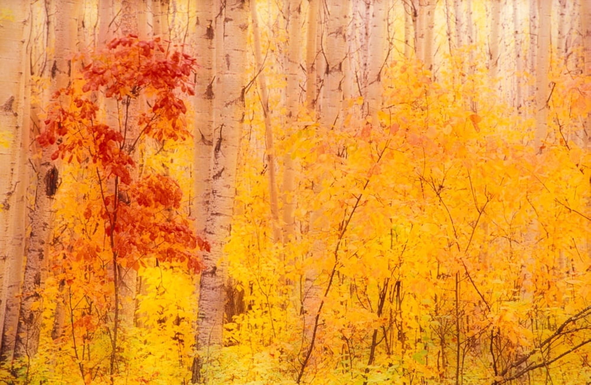 Autumn Forest wBirch Trees Canada Canvas Art - Panoramic Images (18 x 12)