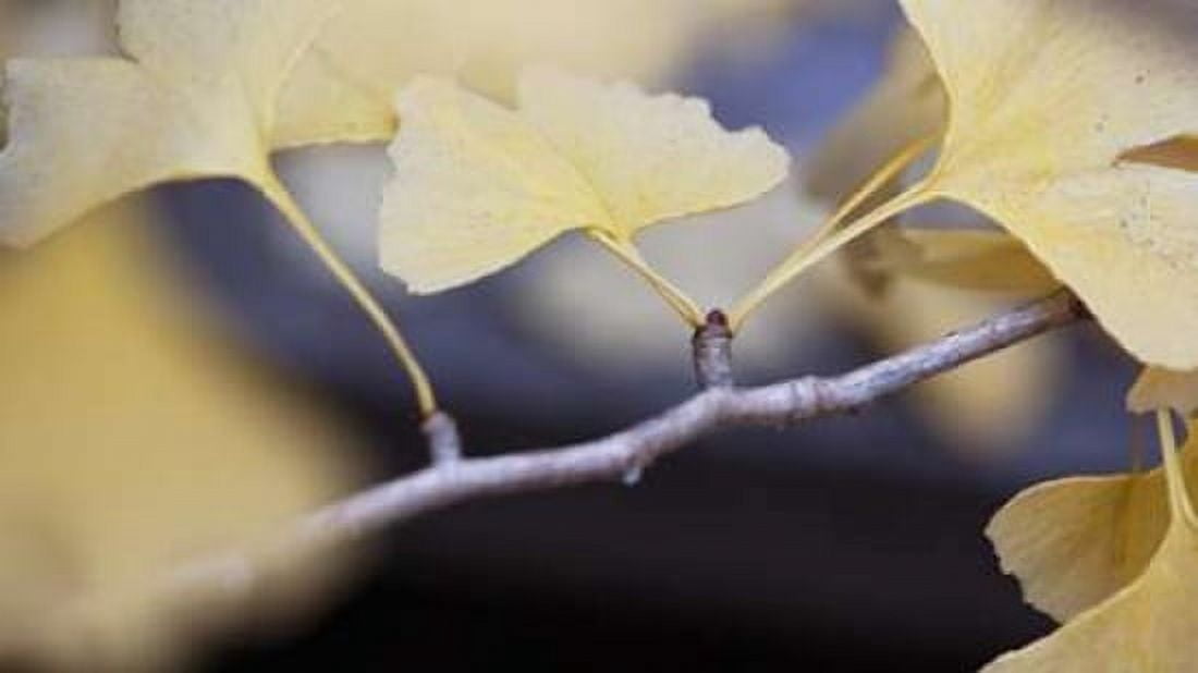 Autumn Gingko I Canvas Art - Rita Crane (24 x 36)