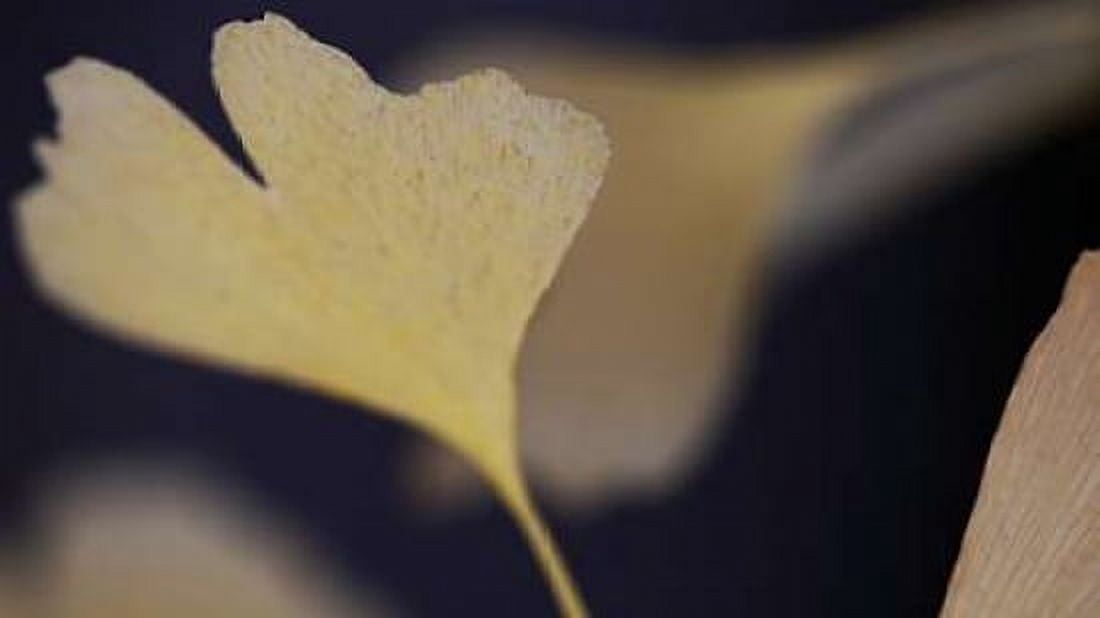 Autumn Gingko II Canvas Art - Rita Crane (12 x 18)