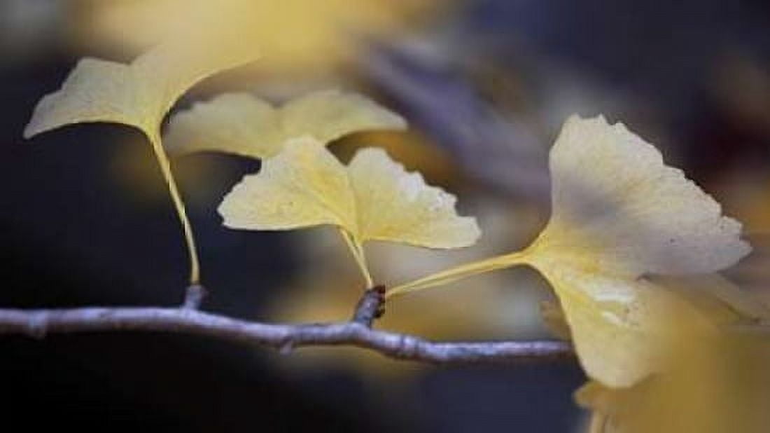 Autumn Gingko III Canvas Art - Rita Crane (24 x 36)