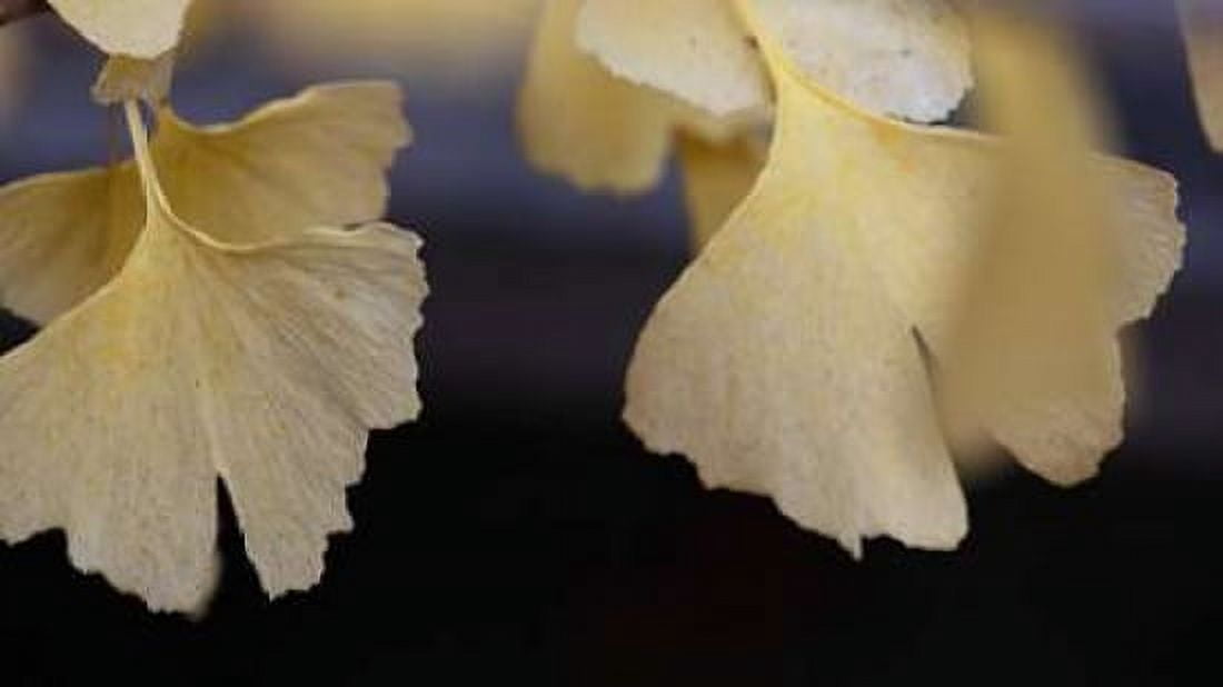 Autumn Gingko IV Canvas Art - Rita Crane (24 x 36)