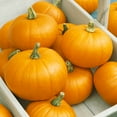 thumbnail image 1 of Autumn Gold Bush F1 Hybrid Pumpkin Seeds - 4 Oz ~800 Seeds - Non-GMO, F1 Hybrid - Vegetable Garden - Cucurbita pepo, 1 of 1