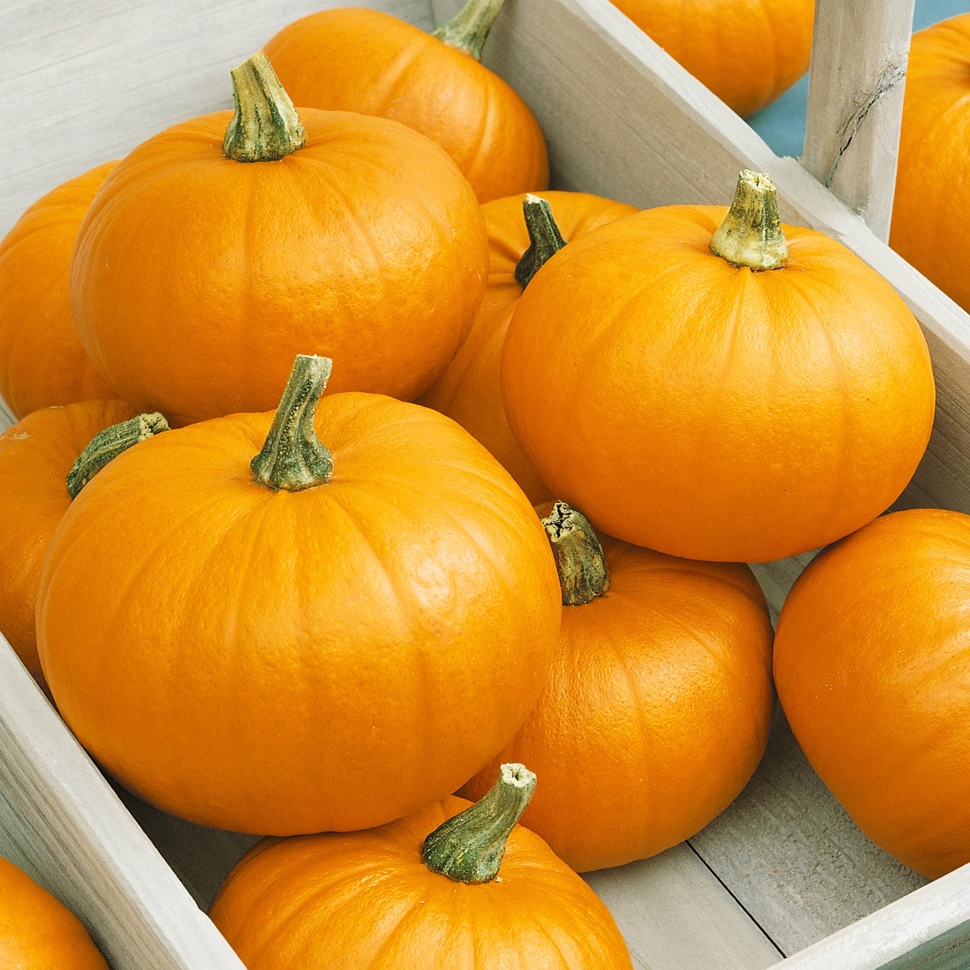 Mountain Valley Seed Company Autumn Gold Pumpkin Seeds - Thumbnail 2