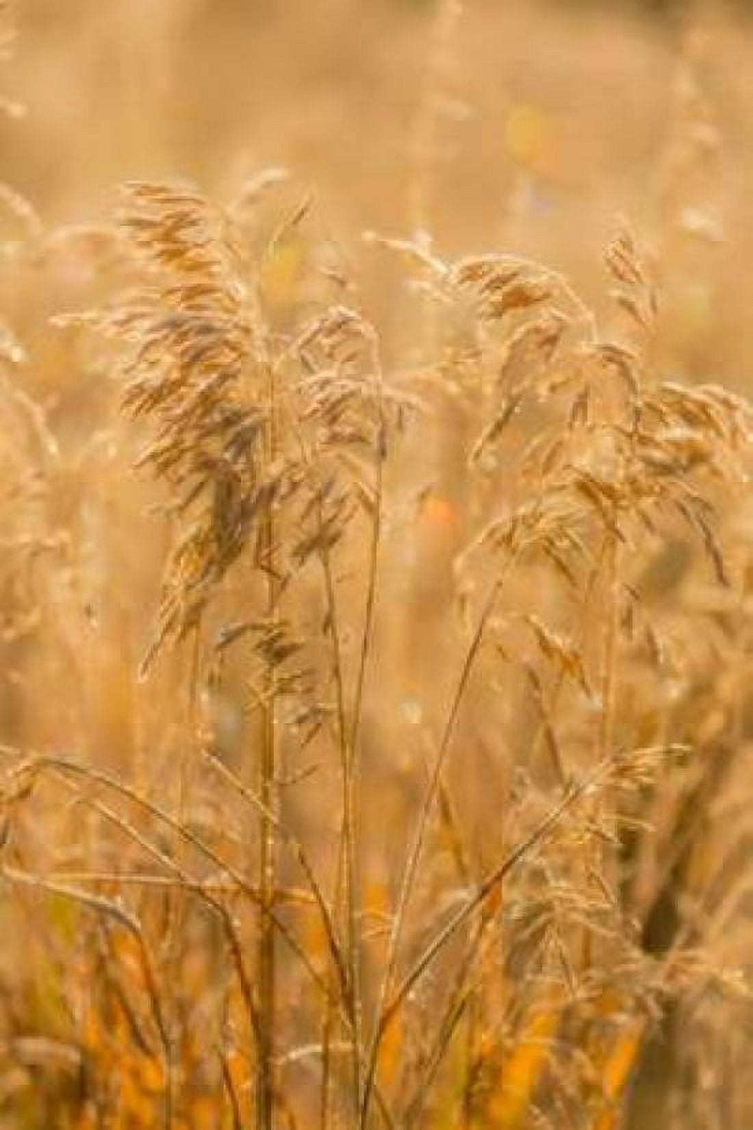 Autumn Grasses I Canvas Art - Kathy Mahan (24 x 36)