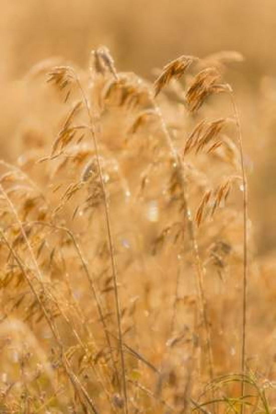 Autumn Grasses II Canvas Art - Kathy Mahan (24 x 36)