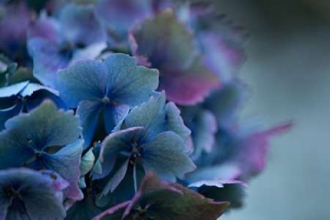 Autumn Hydrangea III Canvas Art - Rita Crane (24 x 36)