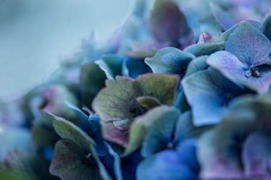 Autumn Hydrangea IV Canvas Art - Rita Crane (24 x 36)