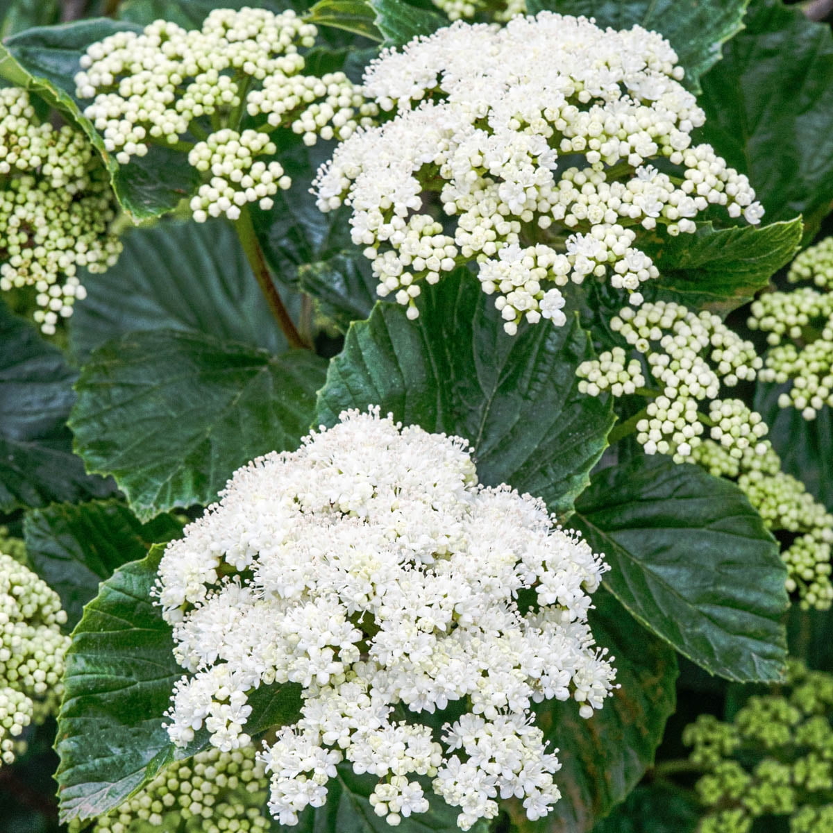 Autumn Jazz Viburnum Bare Root Deciduous Flowering Stater Shrub