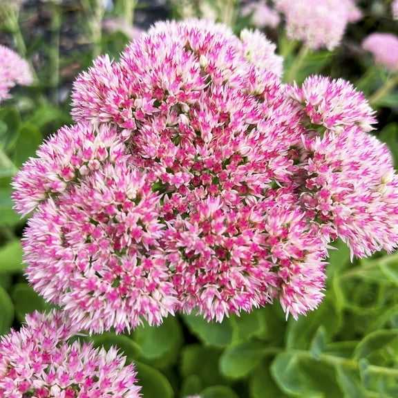 Autumn Joy Pink Flowering Sedum Dormant Bare Root Perennial Starter Plant Root, One Plant per Offer
