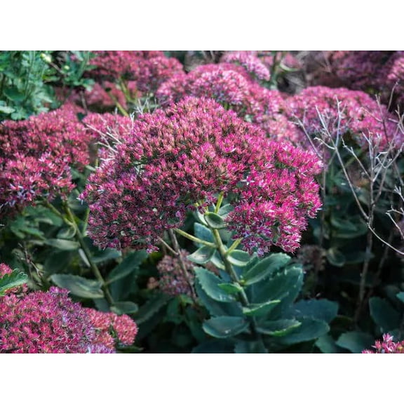 Autumn Joy Sedum--Beautiful Sturdy Perennial, Attracts Butterflies!!! in Trade One Gallon pot 0.667 gallon of dirt