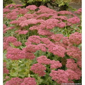Autumn Joy Stonecrop - 8"POT Perennial