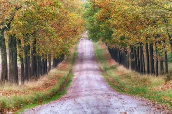 Autumn Lane Canvas Art - Cora Niele (12 x 18)