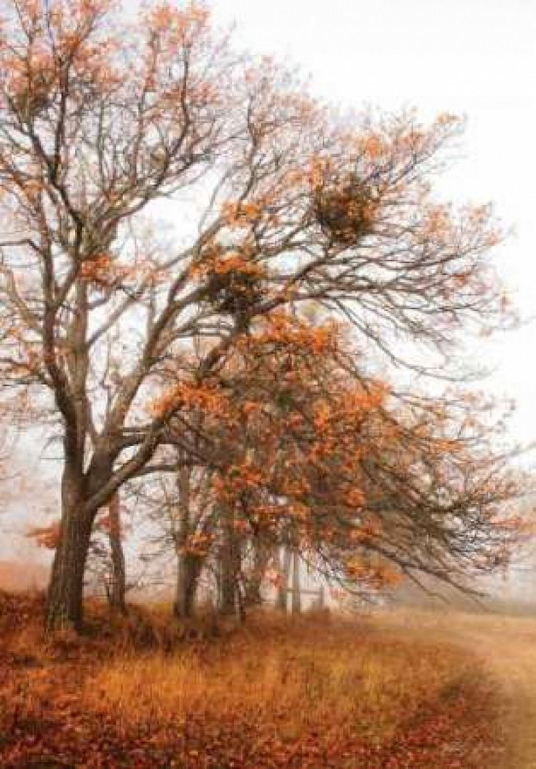 Autumn Lane Canvas Art - Vitaly Geyman (20 x 28)