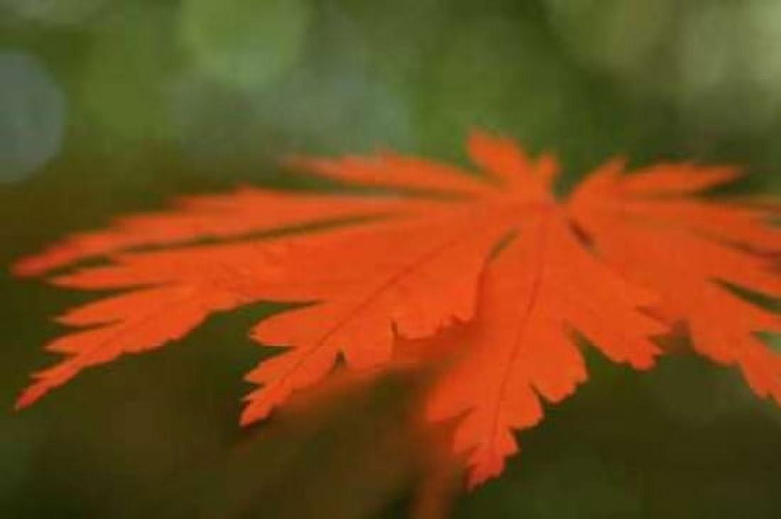 Autumn Leaf Mirage I Canvas Art - Vitaly Geyman (24 x 36)