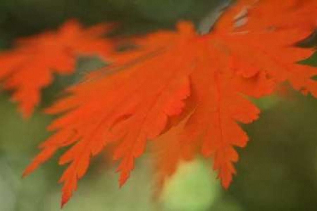 Autumn Leaf Mirage II Canvas Art - Vitaly Geyman (12 x 18)