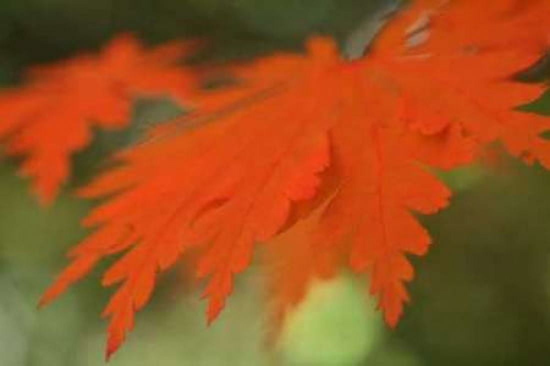 Autumn Leaf Mirage II Canvas Art - Vitaly Geyman (24 x 36)