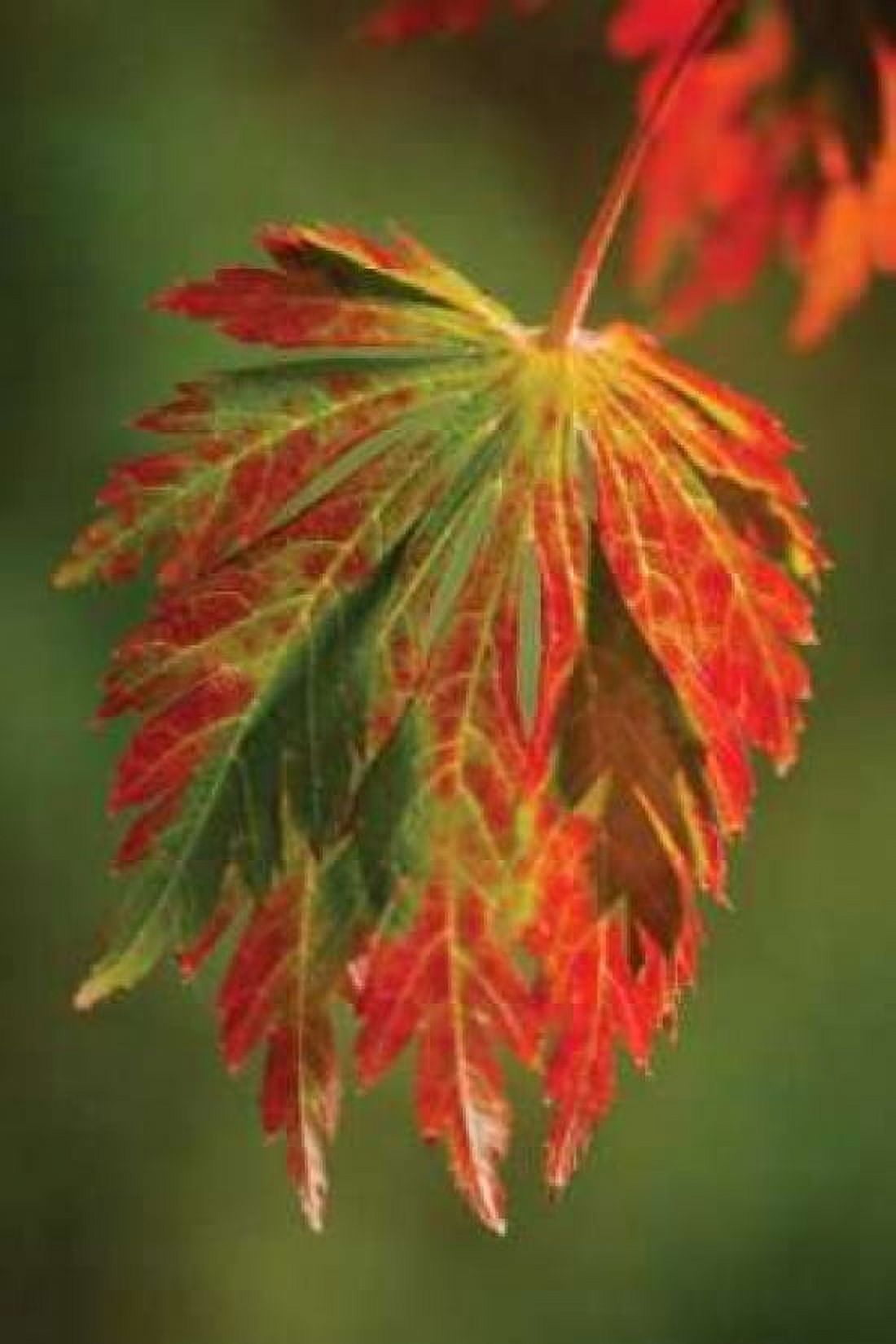 Autumn Leaf Paradise I Canvas Art - Vitaly Geyman (12 x 18)