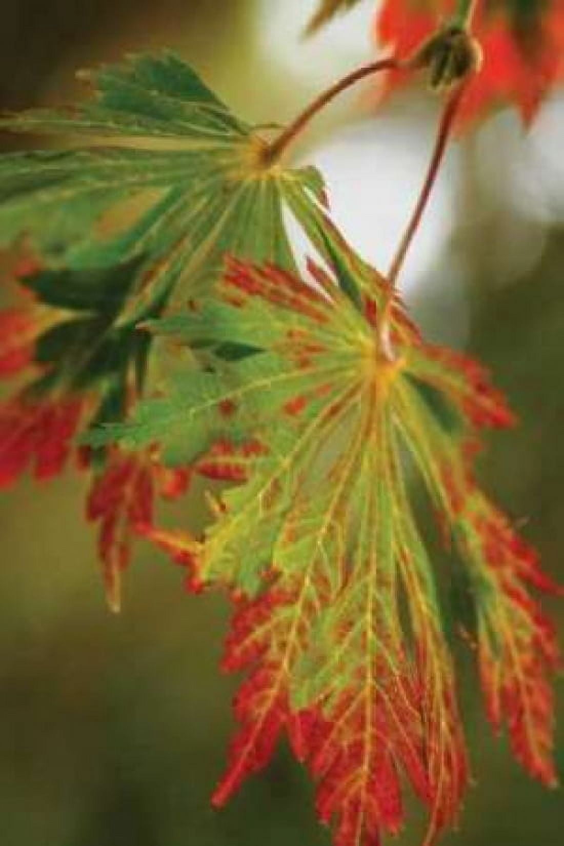 Autumn Leaf Paradise II Canvas Art - Vitaly Geyman (24 x 36)