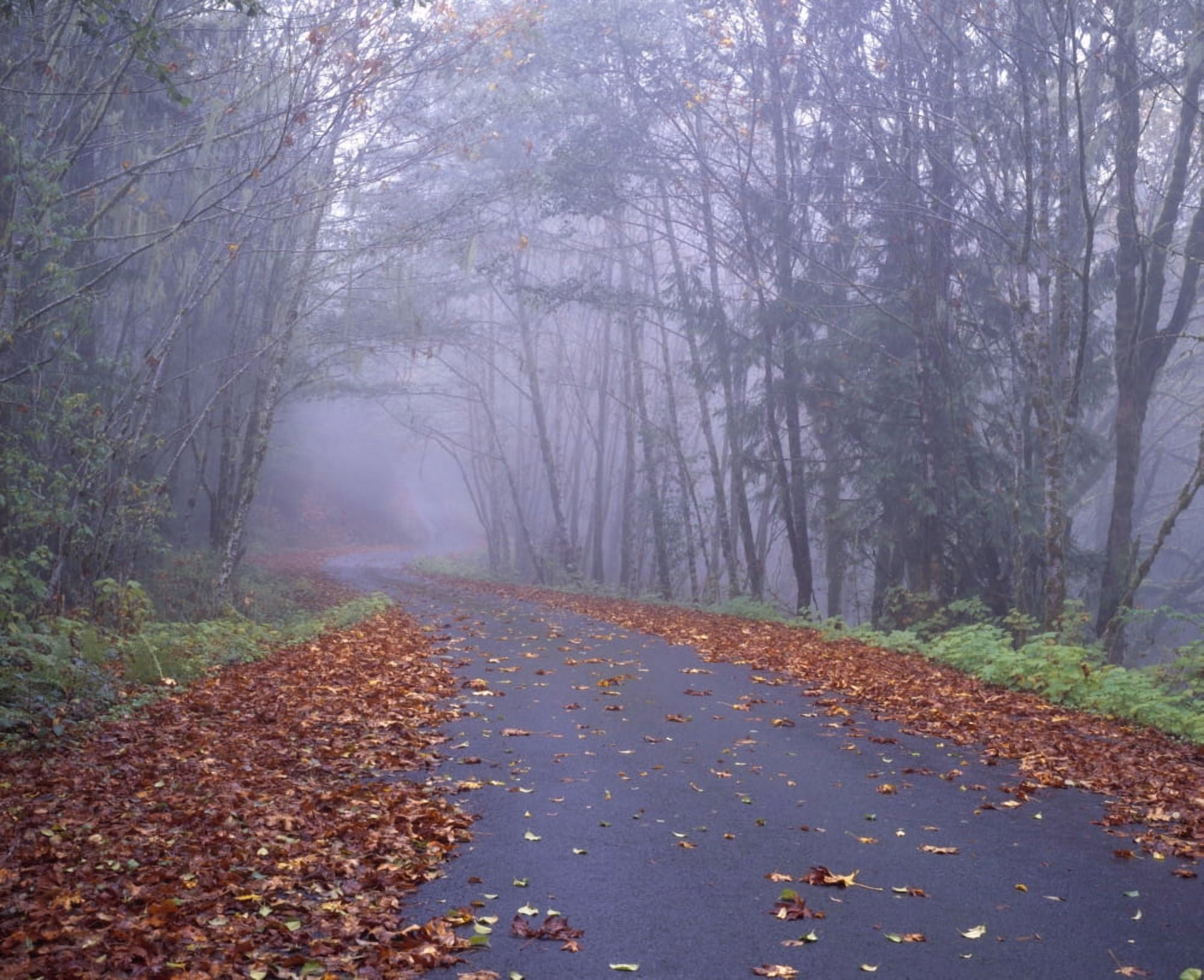 Autumn Leaves Along A Winding Road Oregon Usa Canvas Art - Natural Selection Robert Potts Design Pics (30 x 24)