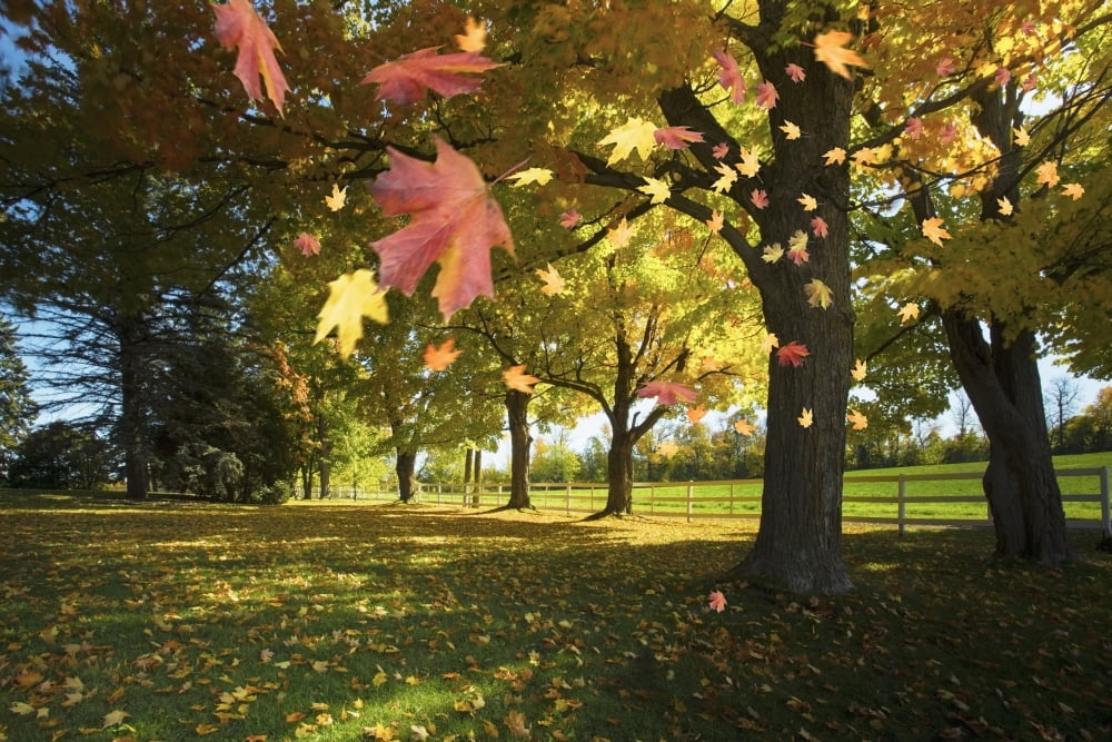 Autumn Leaves Blowing In The Breeze In Gatineau Hills Quebec Canada Canvas Art - Richard Desmarais Design Pics (19 x 12)