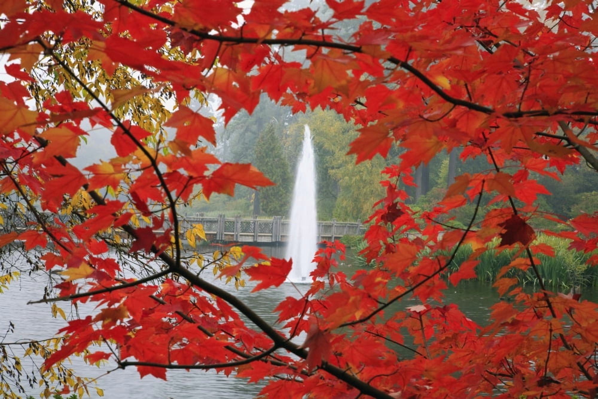 Autumn Leaves Canvas Art - Craig Tuttle Design Pics (38 x 24)