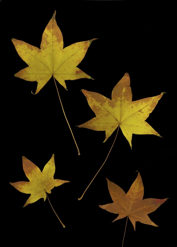 Autumn Leaves Canvas Art - Deddeda Design Pics (24 x 34)