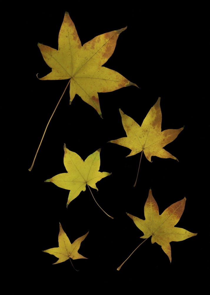 Autumn Leaves Canvas Art - Deddeda Design Pics (24 x 34)
